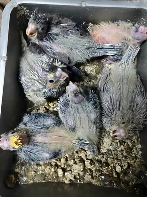 Cockatiel Tame Size Baby For Sale