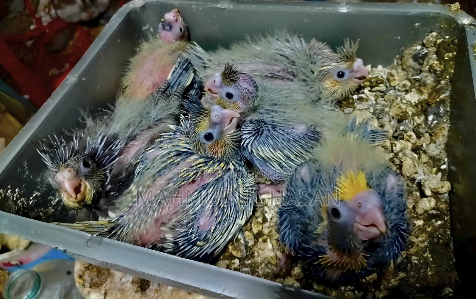 Cockatiel Tame Size Baby For Sale
