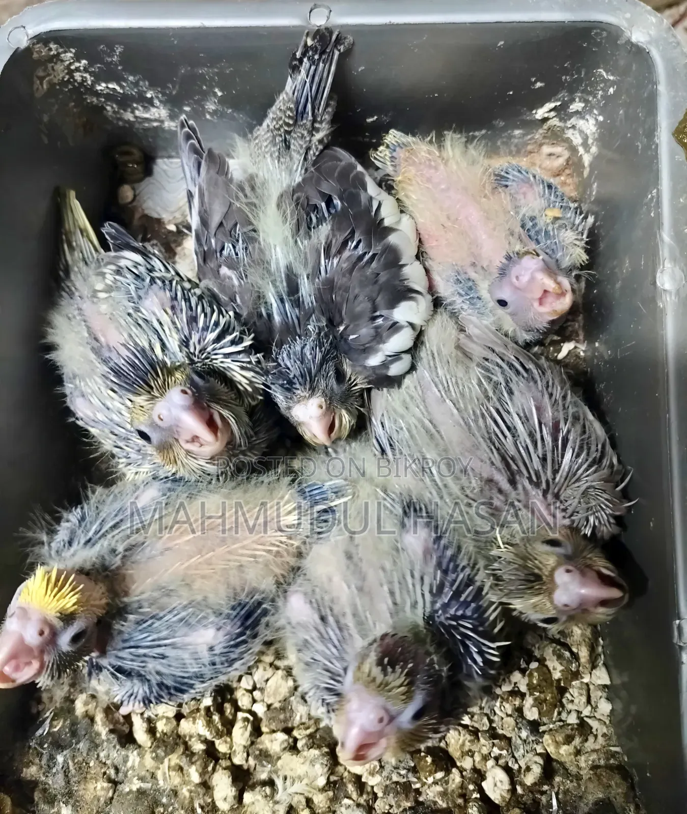 Cockatiel Tame Size Baby For Sale
