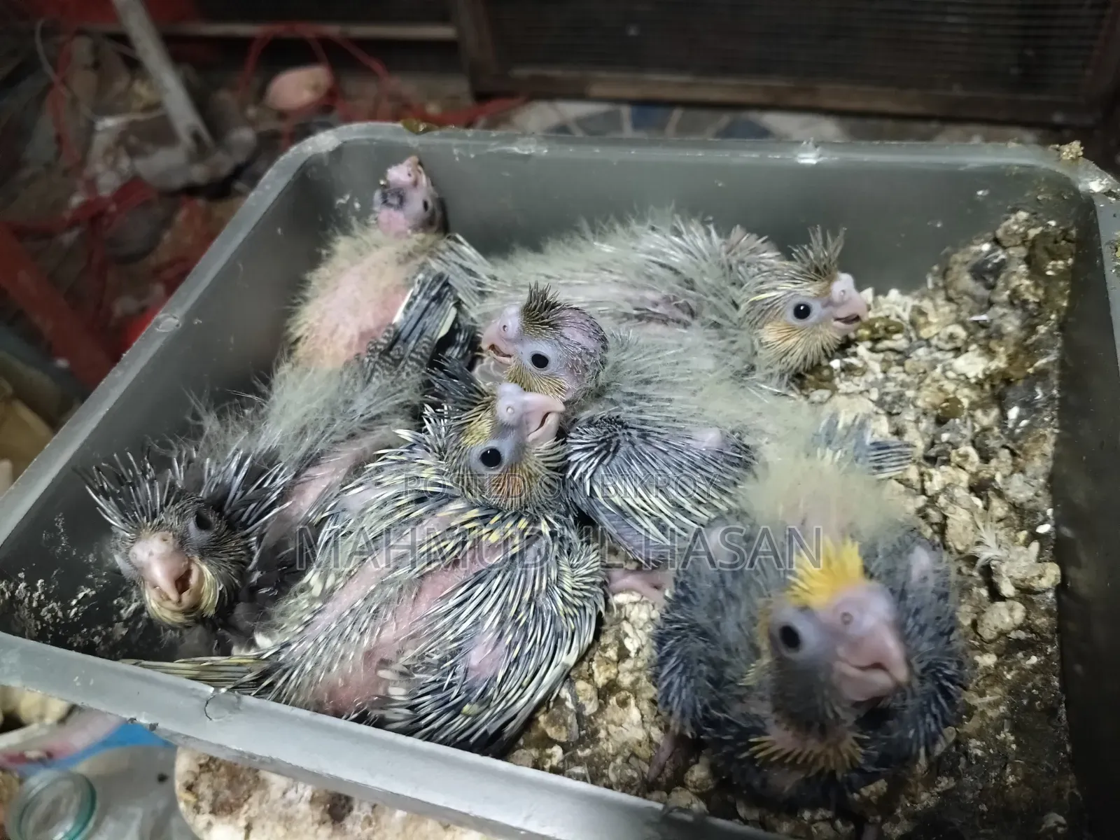 Cockatiel Tame Size Baby For Sale