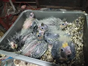 Cockatiel Tame Size Baby For Sale