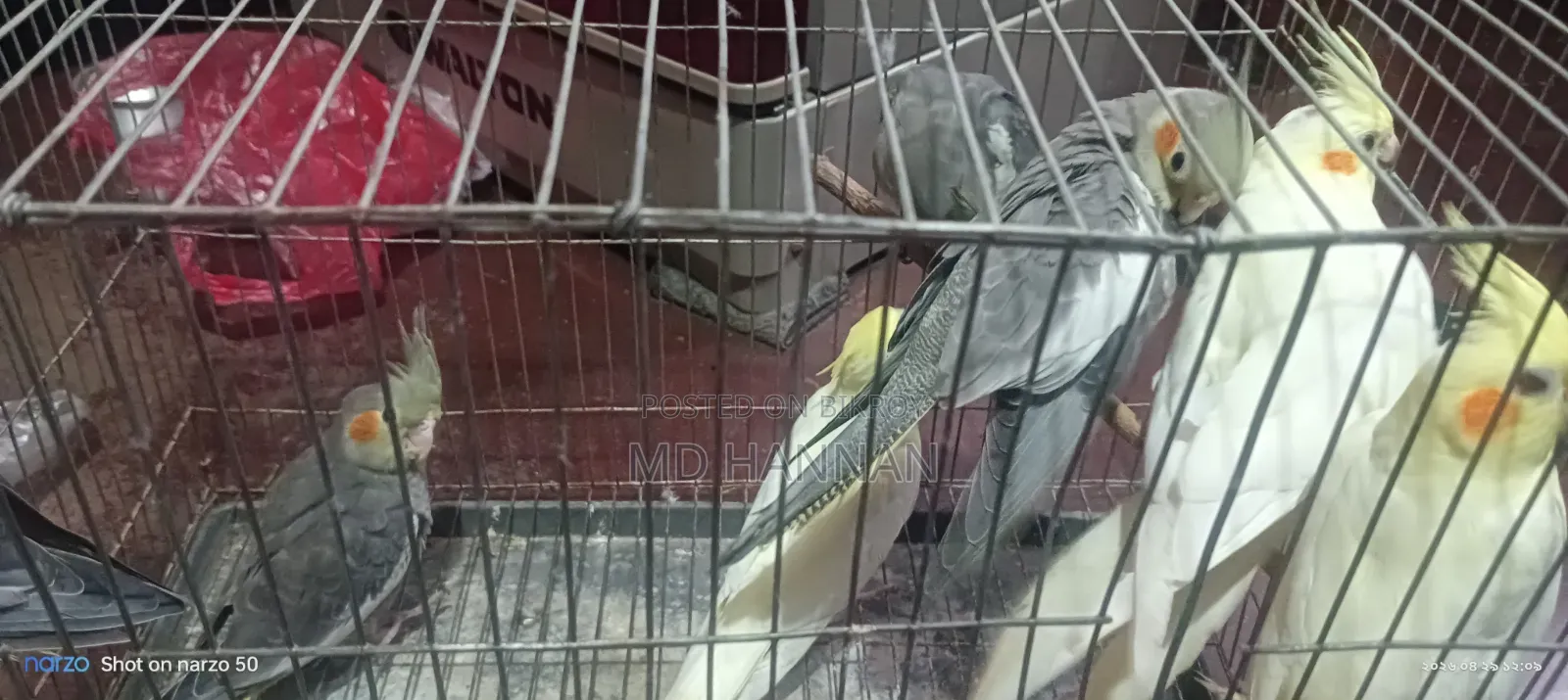 Cockatiel Bird for Sell