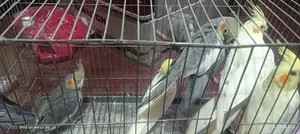 Cockatiel Bird for Sell