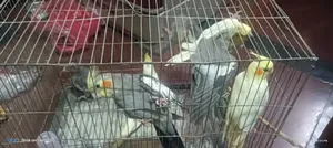 Cockatiel Bird for Sell