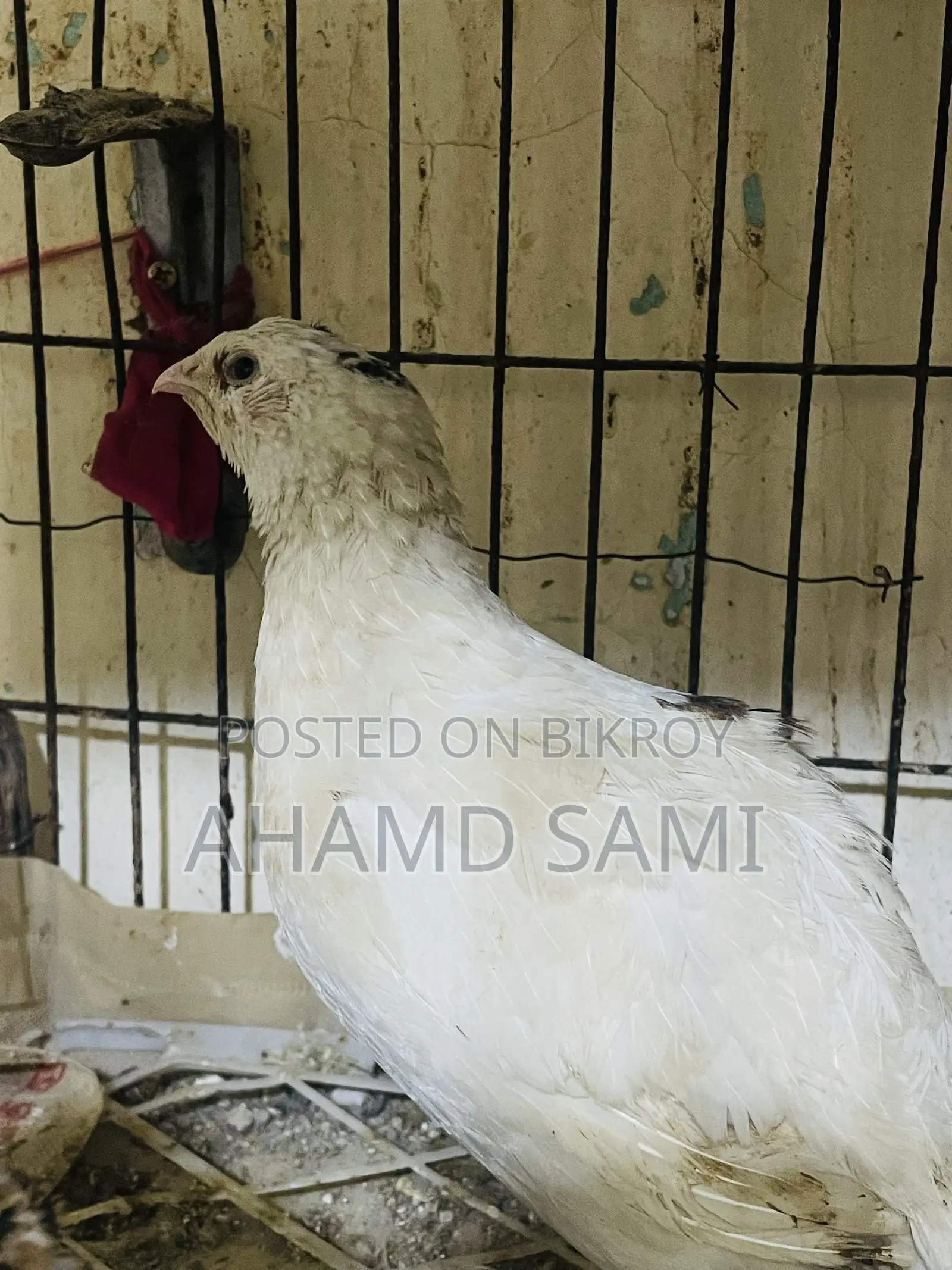 European White Giant Hatching Eggs