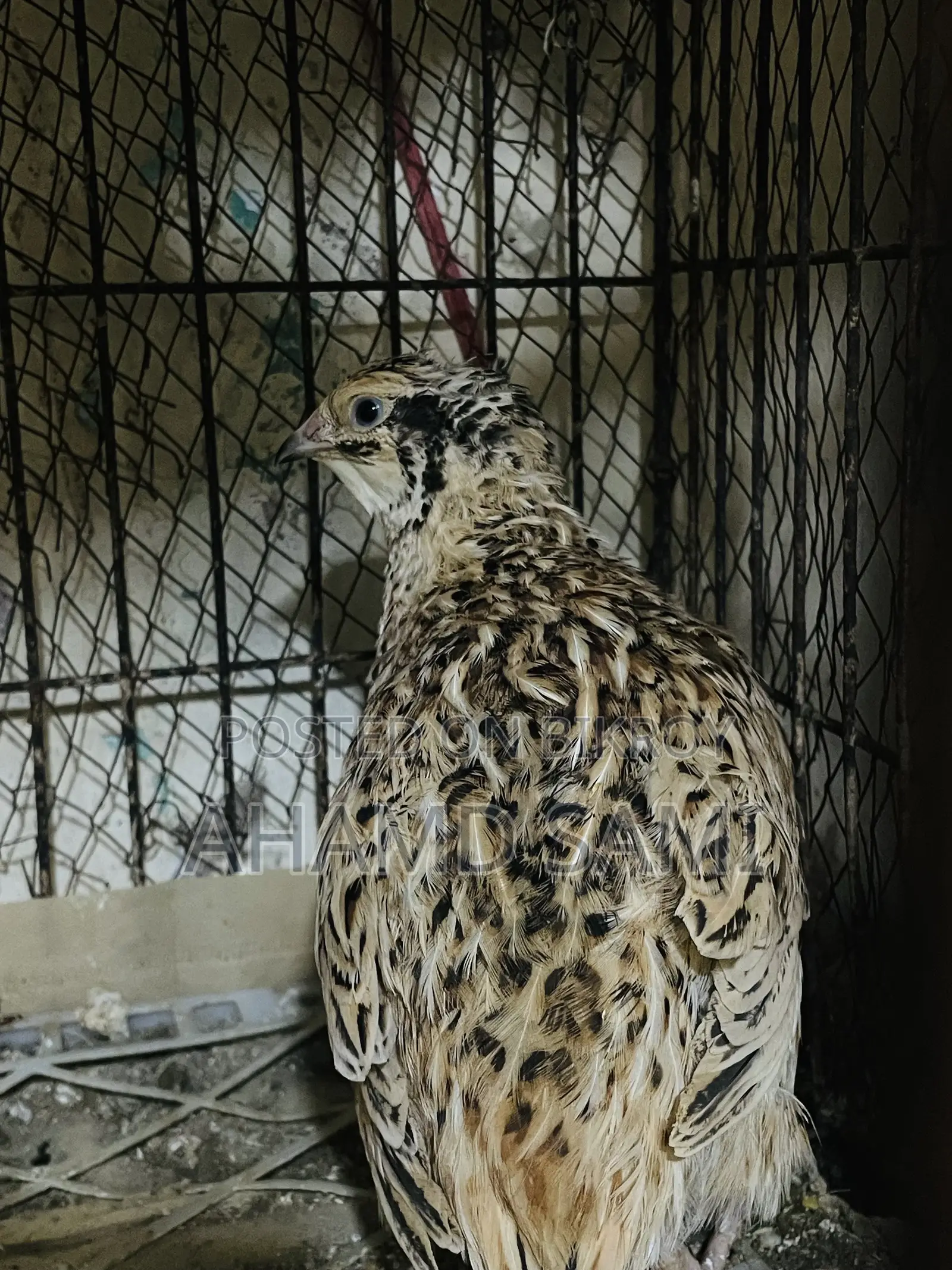 European White Giant Hatching Eggs