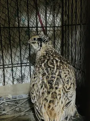 European White Giant Hatching Eggs
