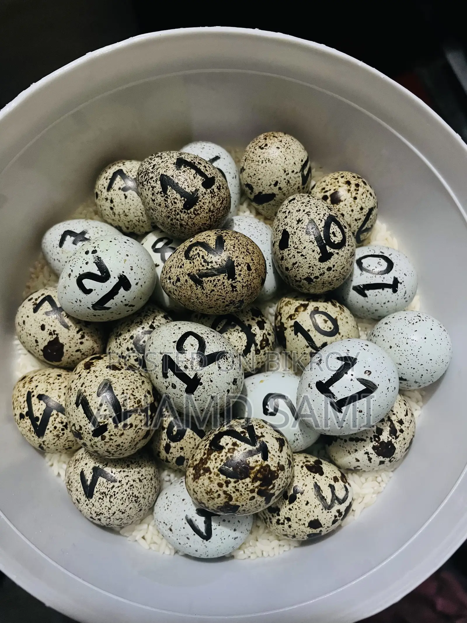 European White Giant Hatching Eggs