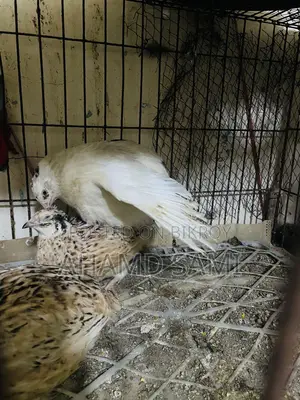 European White Giant Hatching Eggs