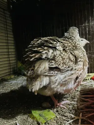 European White Giant Hatching Eggs