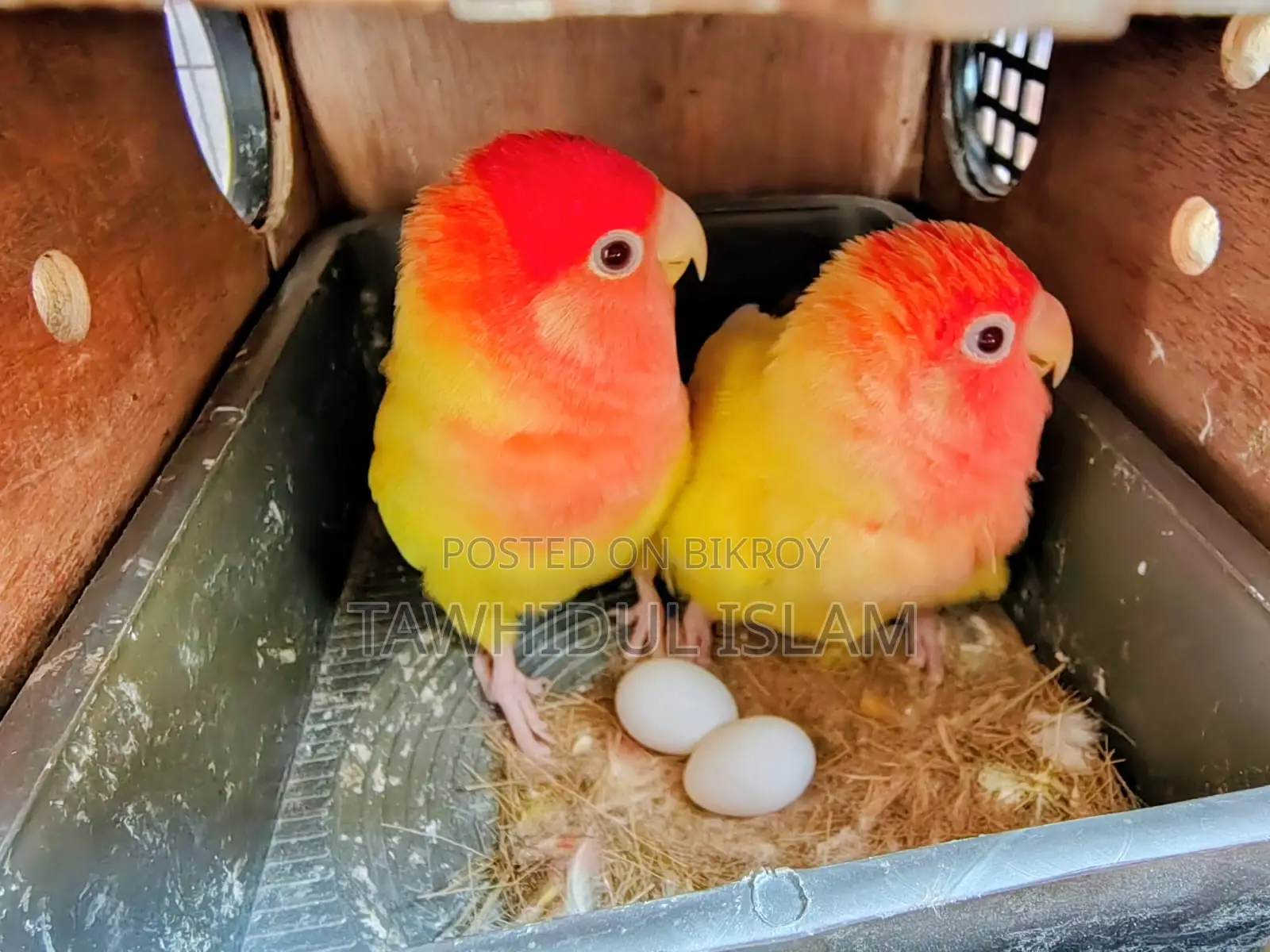 Lovebirds Breeding Pair with Eggs