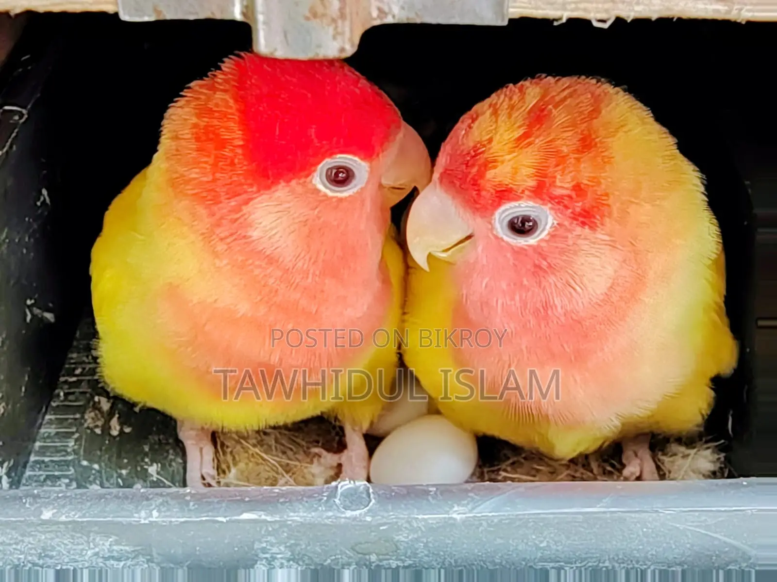 Lovebirds Breeding Pair with Eggs