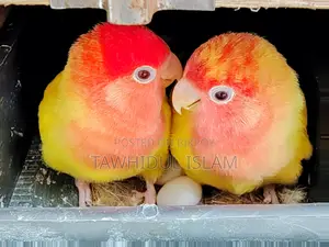 Lovebirds Breeding Pair with Eggs