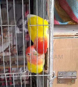 Lovebirds Breeding Pair with Eggs