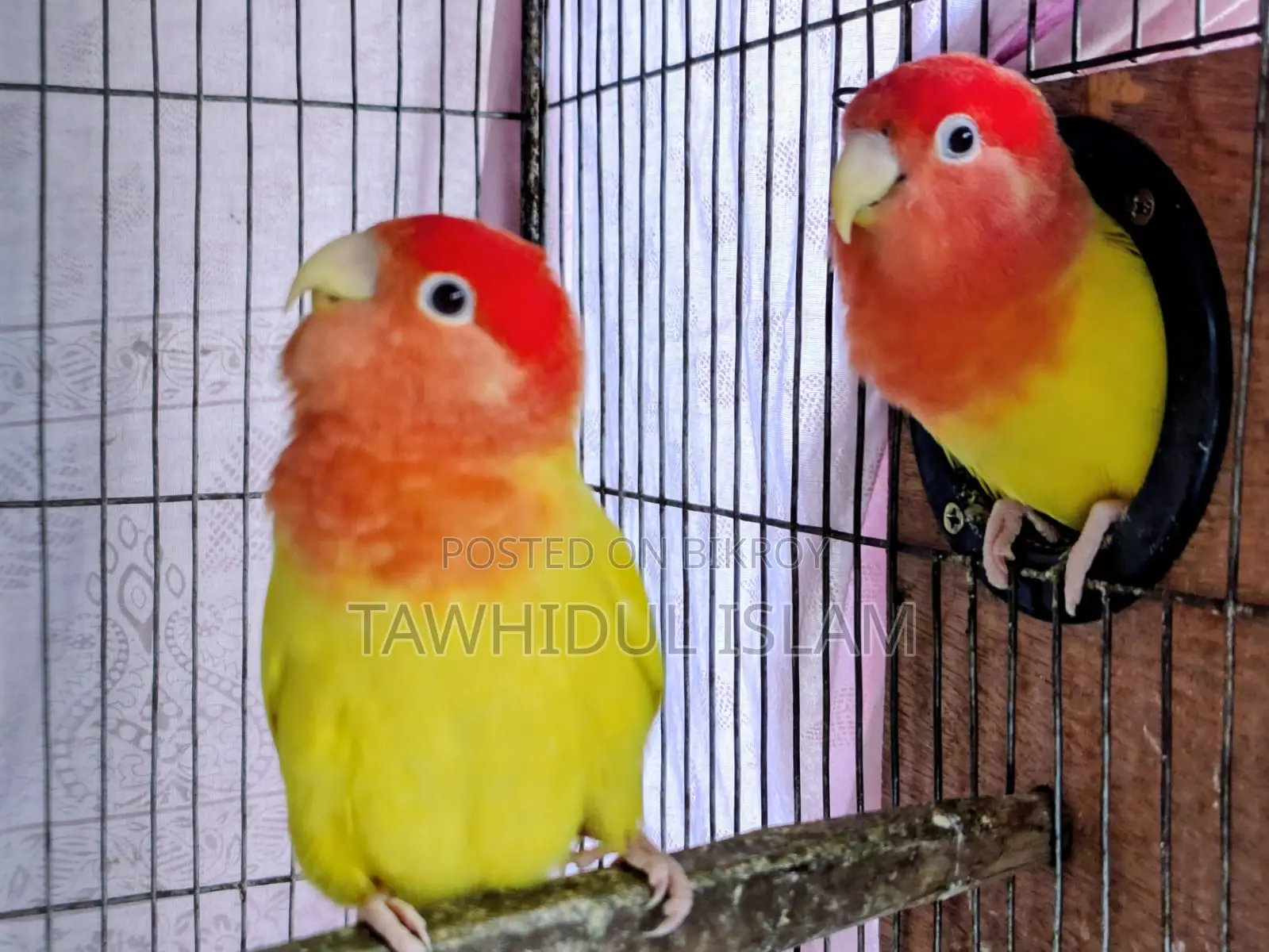 Lovebirds Breeding Pair with Eggs