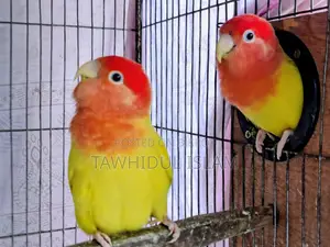Lovebirds Breeding Pair with Eggs