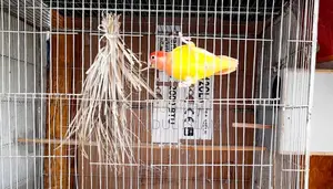 Lovebirds Breeding Pair with Eggs