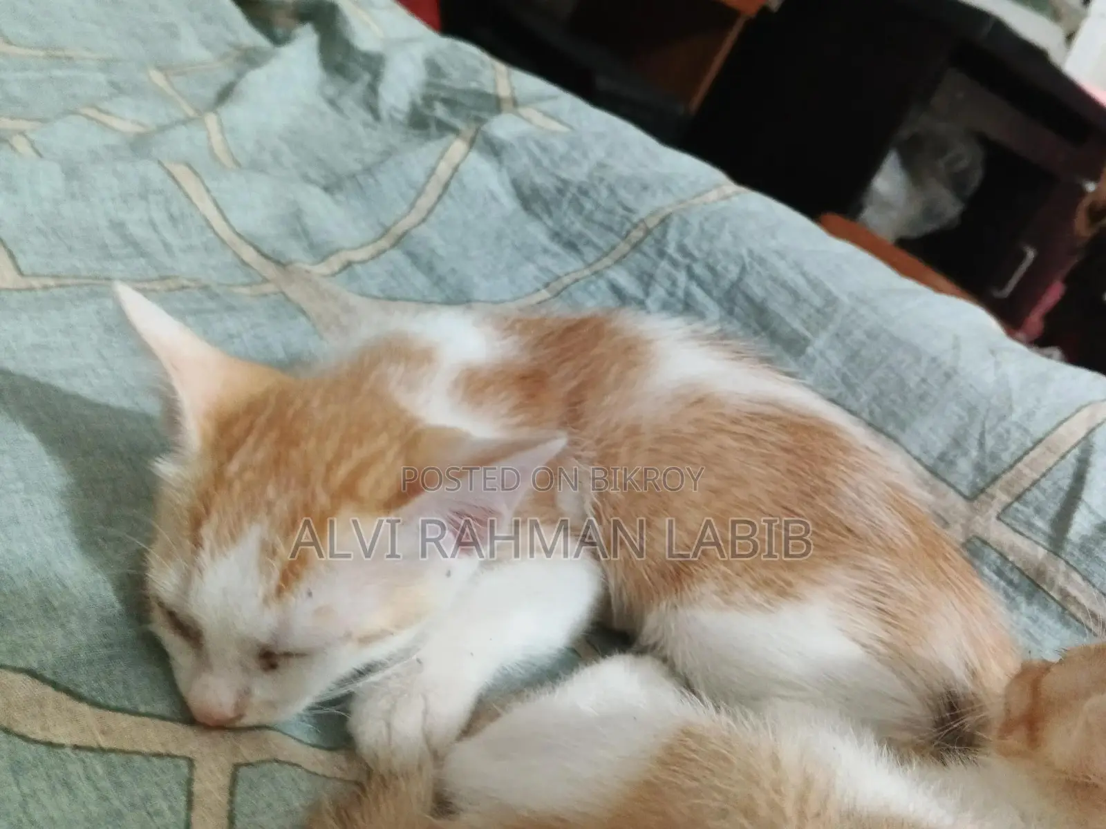 1-3 Months Male Purebred Cat
