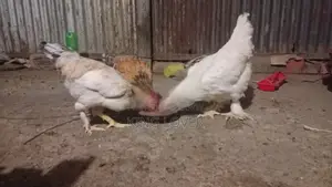 ব্রামা মুরগি