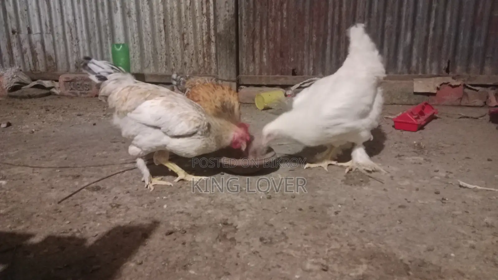 ব্রামা মুরগি