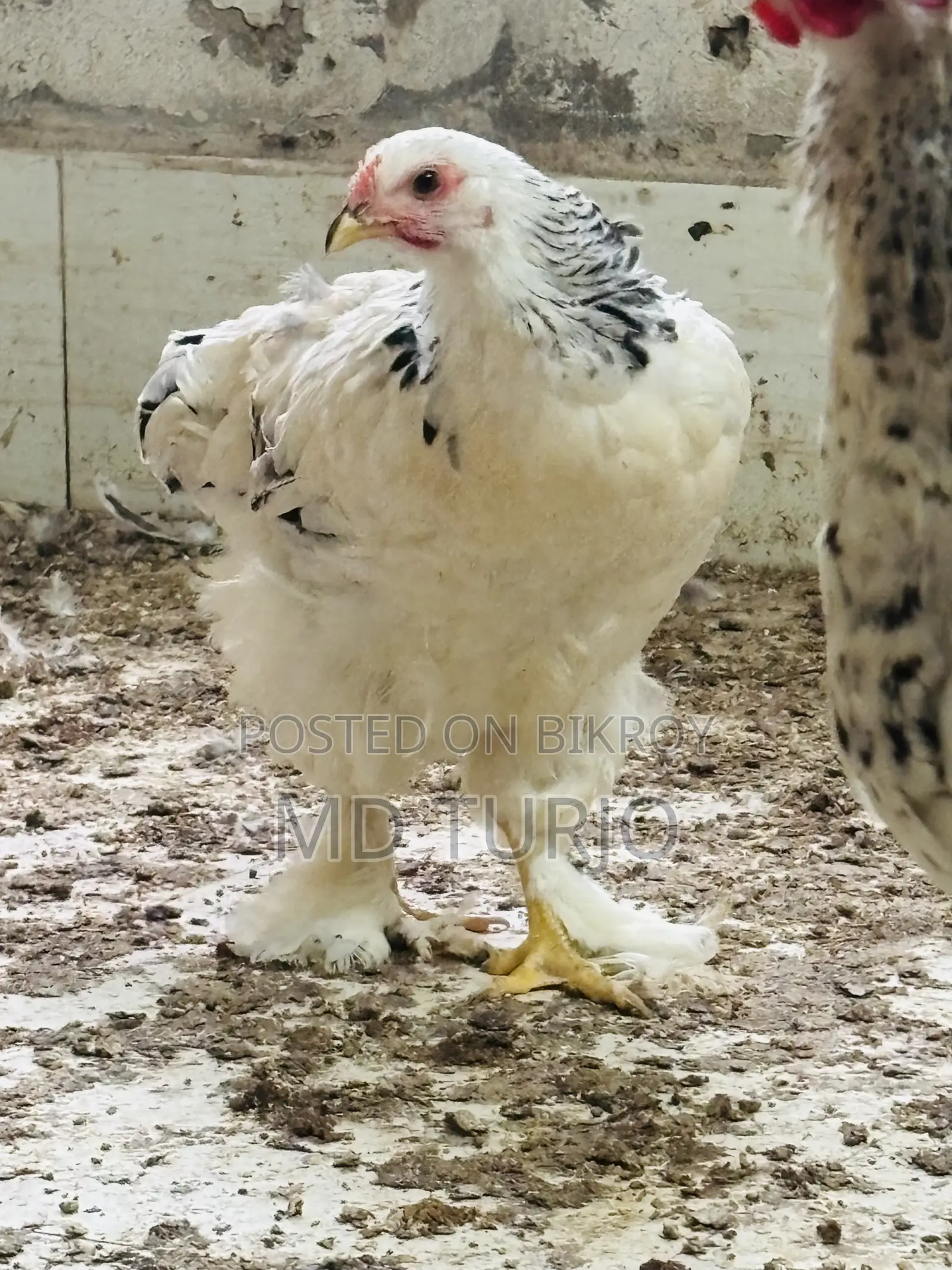 Brahma Chicken