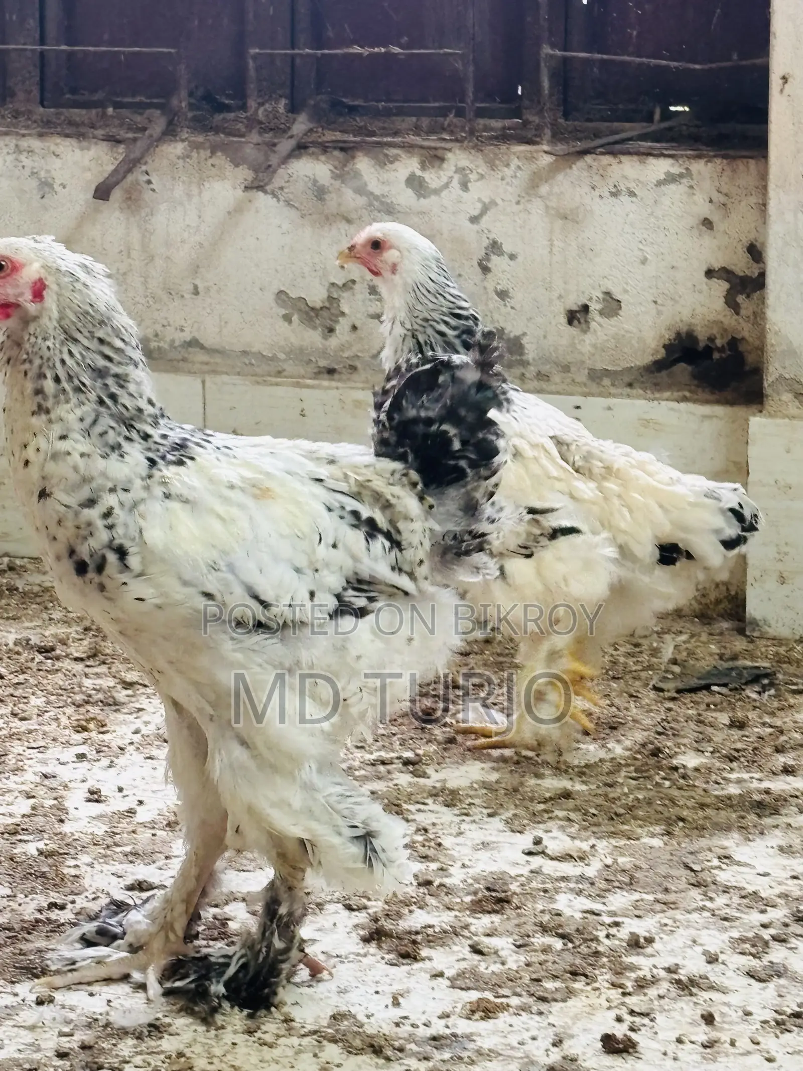 Brahma Chicken