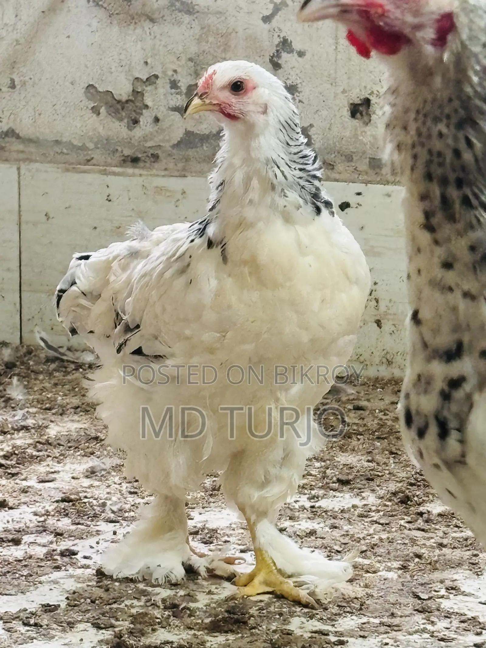 Brahma Chicken