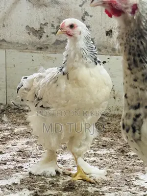 Brahma Chicken