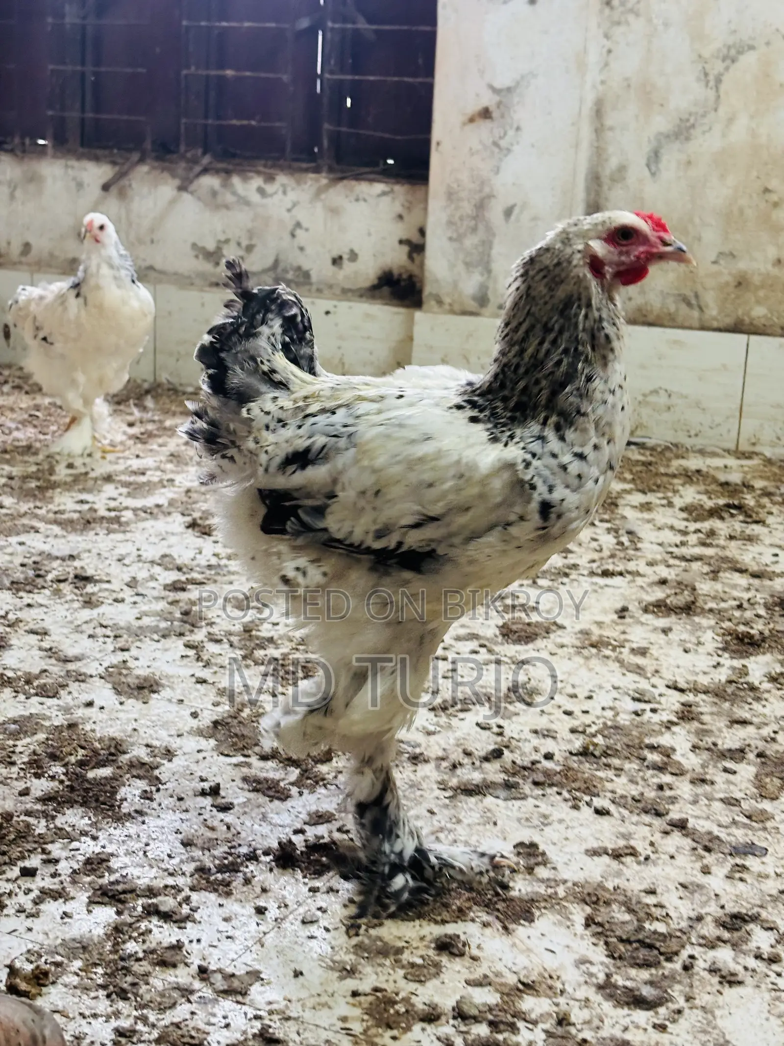 Brahma Chicken