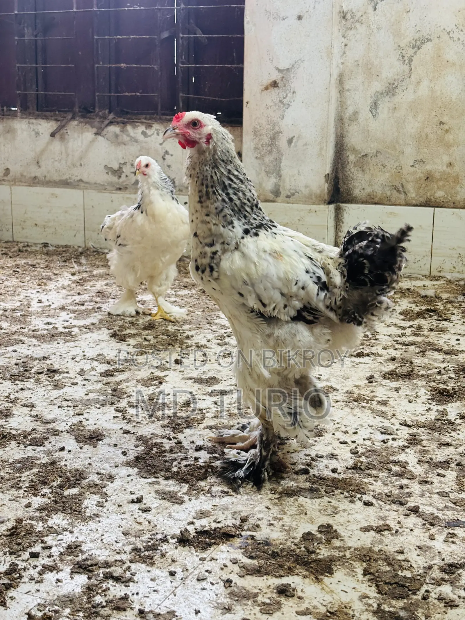 Brahma Chicken