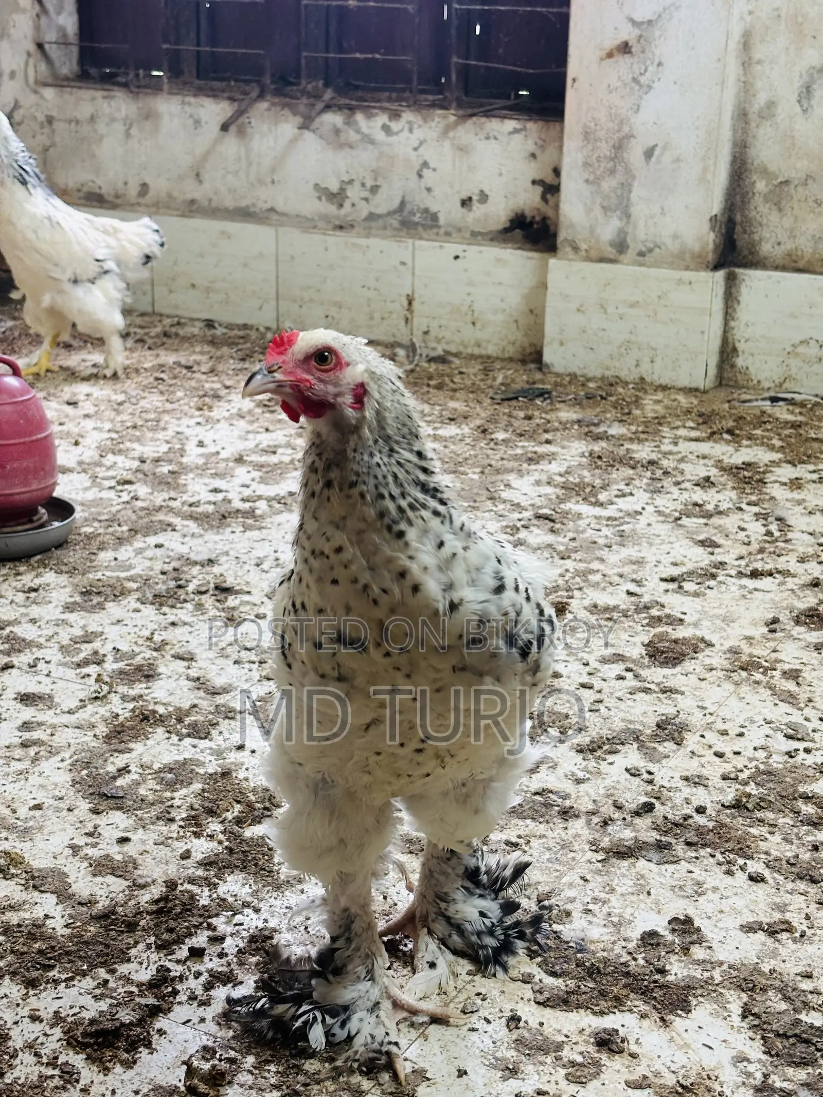 Brahma Chicken