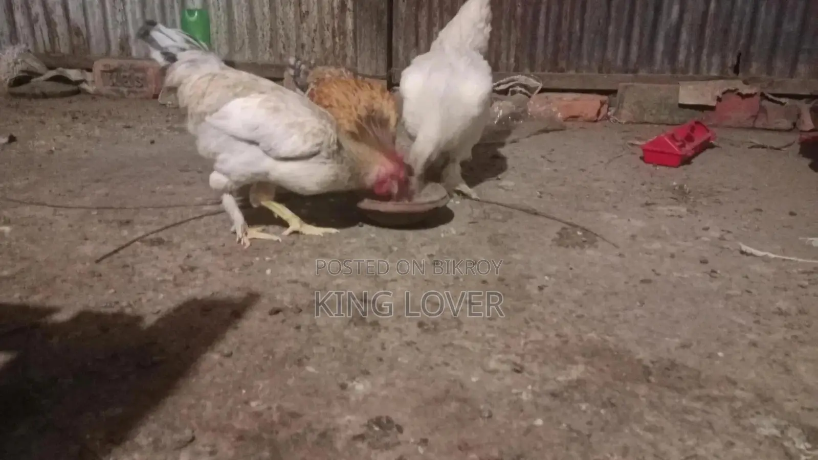 ব্রামা মুরগি