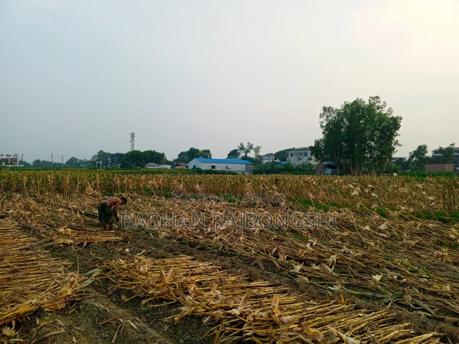 Golden Opportunity! Land for Sale Near Manikganj City at an Unbeatable Price!