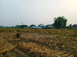 Golden Opportunity! Land for Sale Near Manikganj City at an Unbeatable Price!