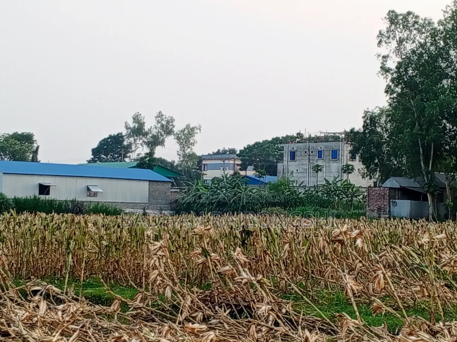 Golden Opportunity! Land for Sale Near Manikganj City at an Unbeatable Price!
