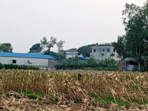 Golden Opportunity! Land for Sale Near Manikganj City at an Unbeatable Price!
