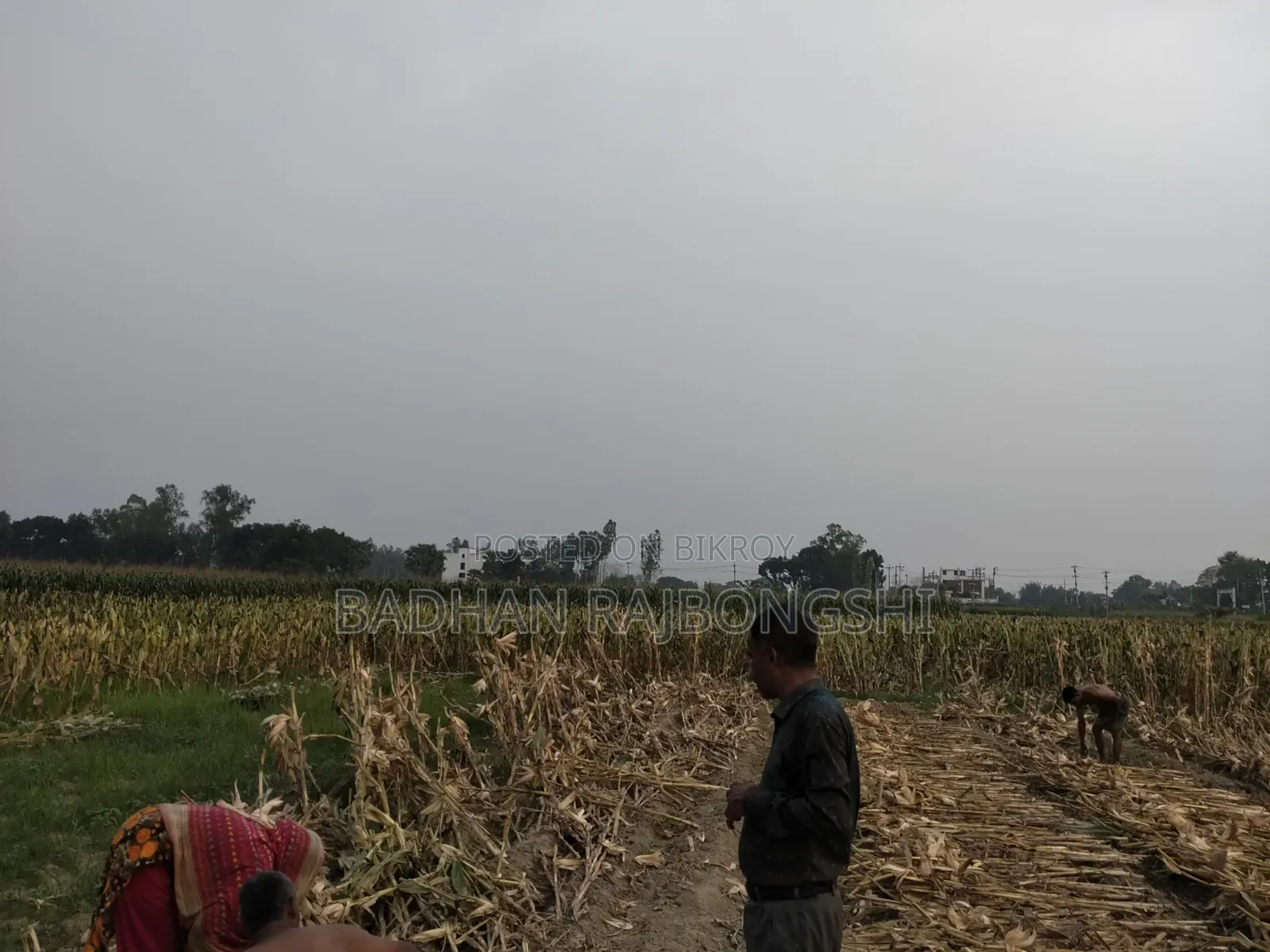 Golden Opportunity! Land for Sale Near Manikganj City at an Unbeatable Price!