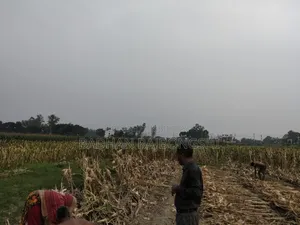 Golden Opportunity! Land for Sale Near Manikganj City at an Unbeatable Price!
