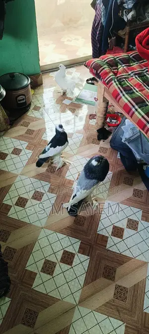 A Pair of Running Pouter Pigeons