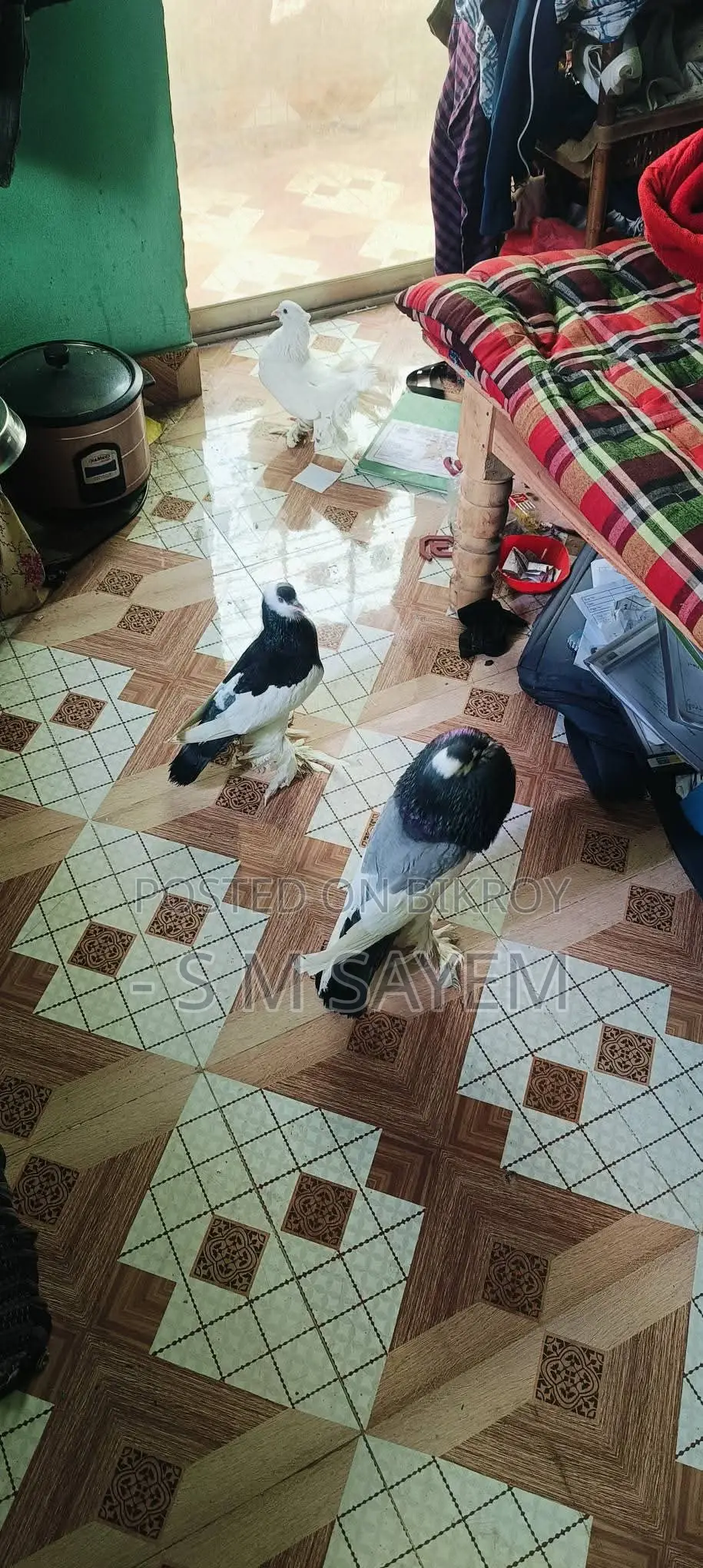 A Pair of Running Pouter Pigeons