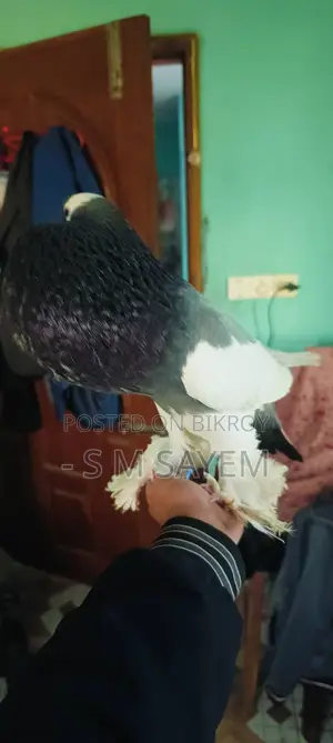 A Pair of Running Pouter Pigeons