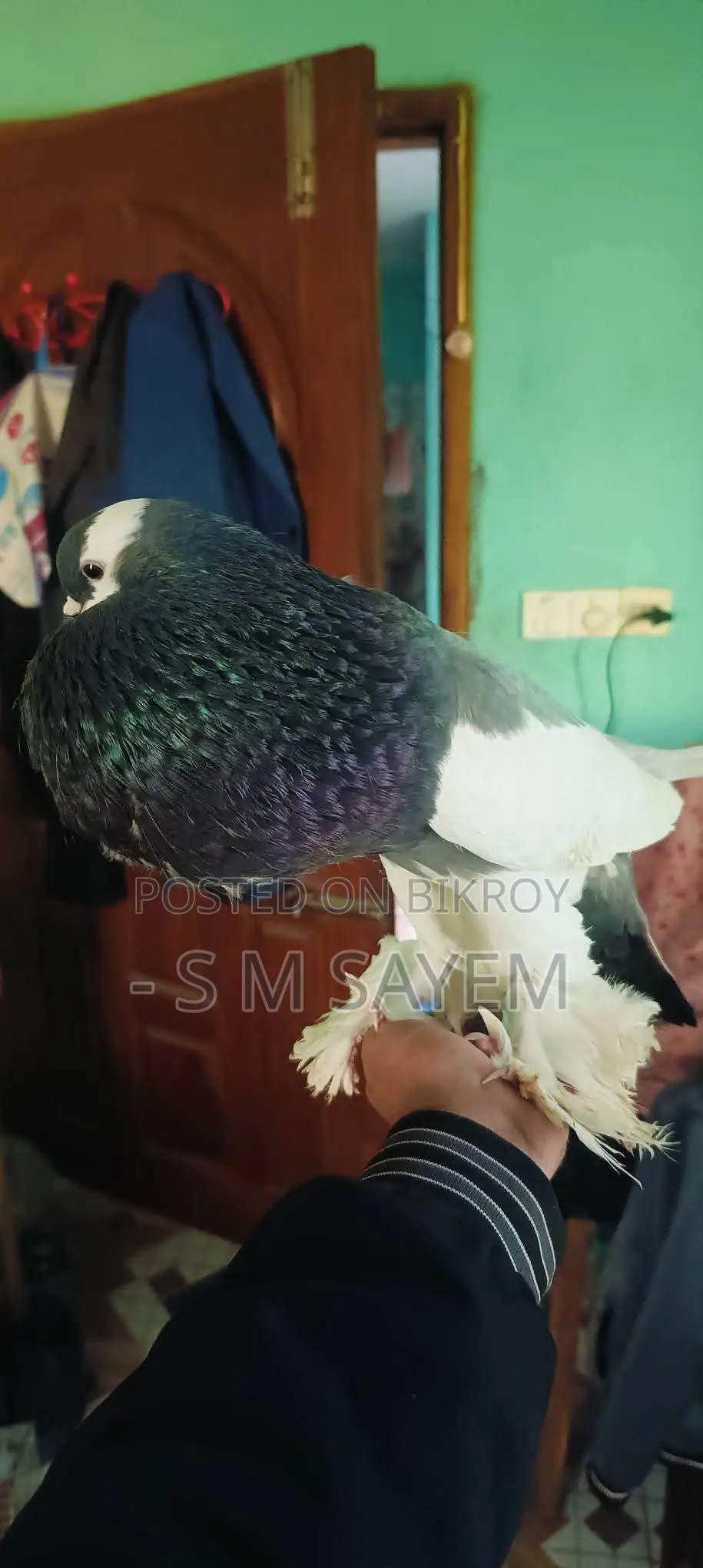 A Pair of Running Pouter Pigeons