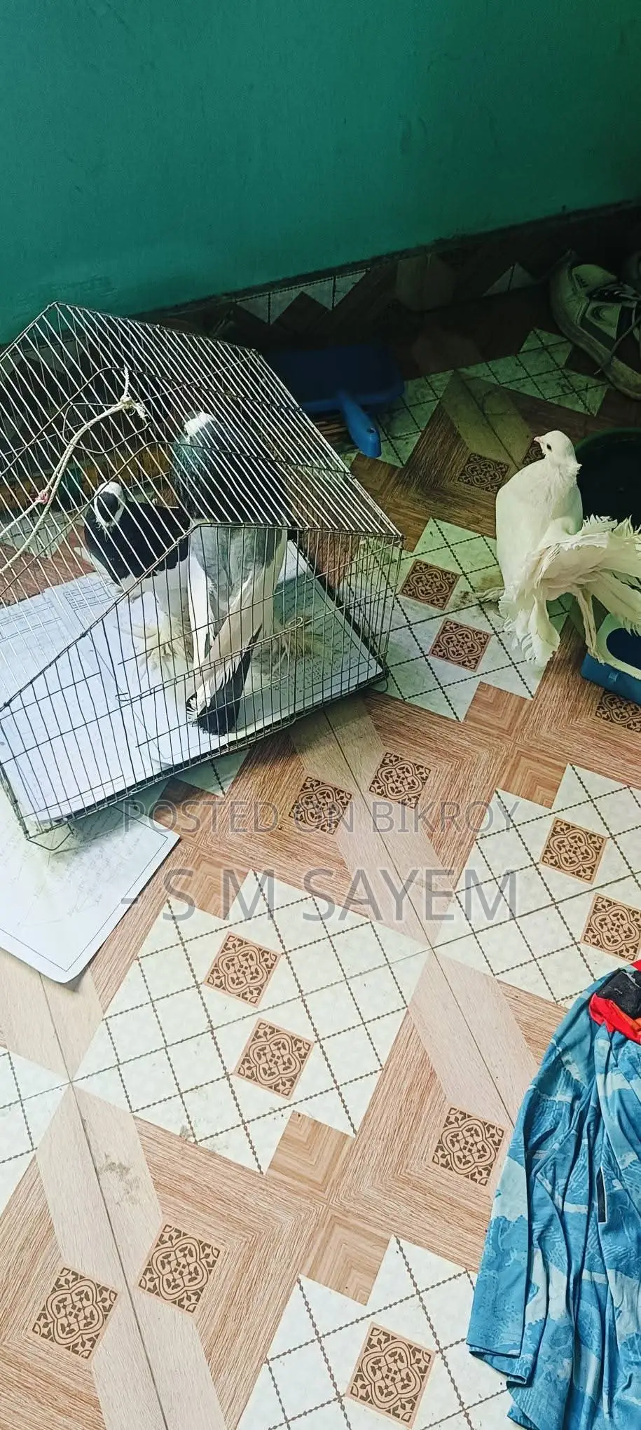 A Pair of Running Pouter Pigeons