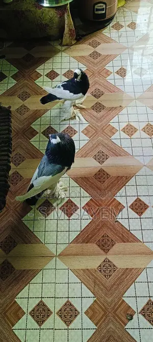 A Pair of Running Pouter Pigeons