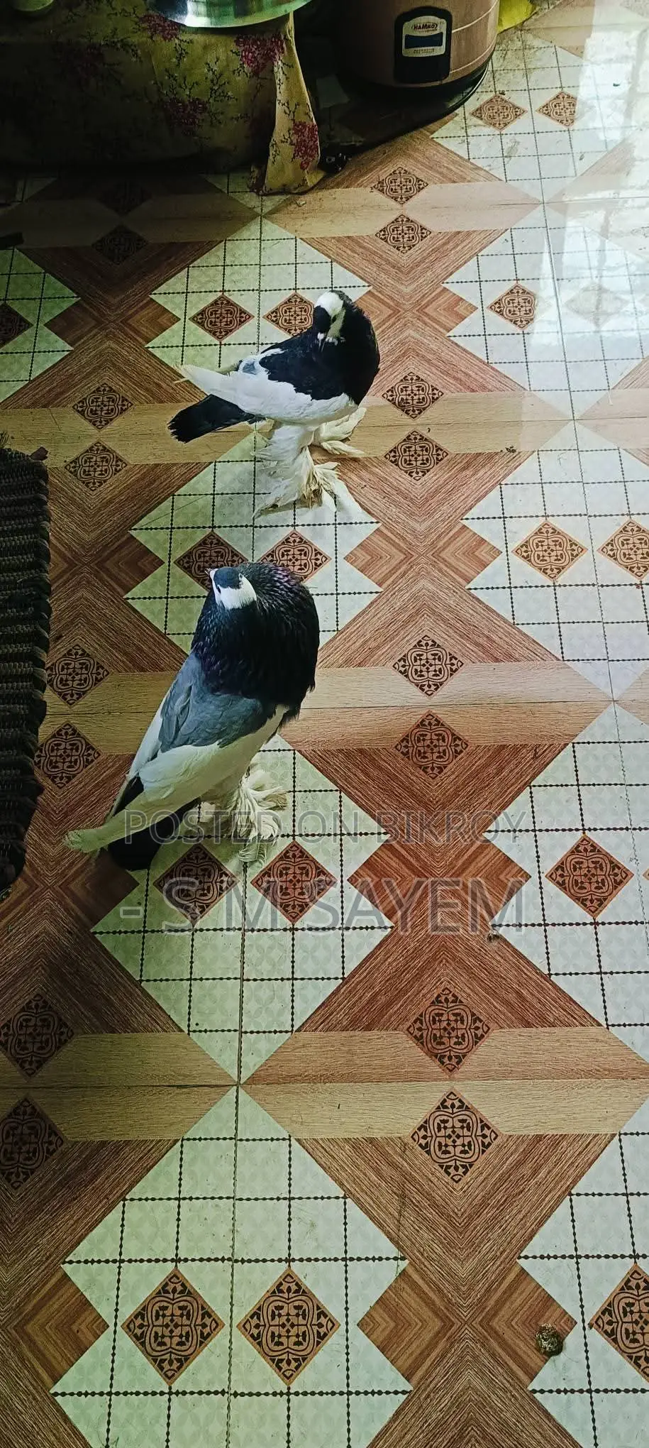 A Pair of Running Pouter Pigeons