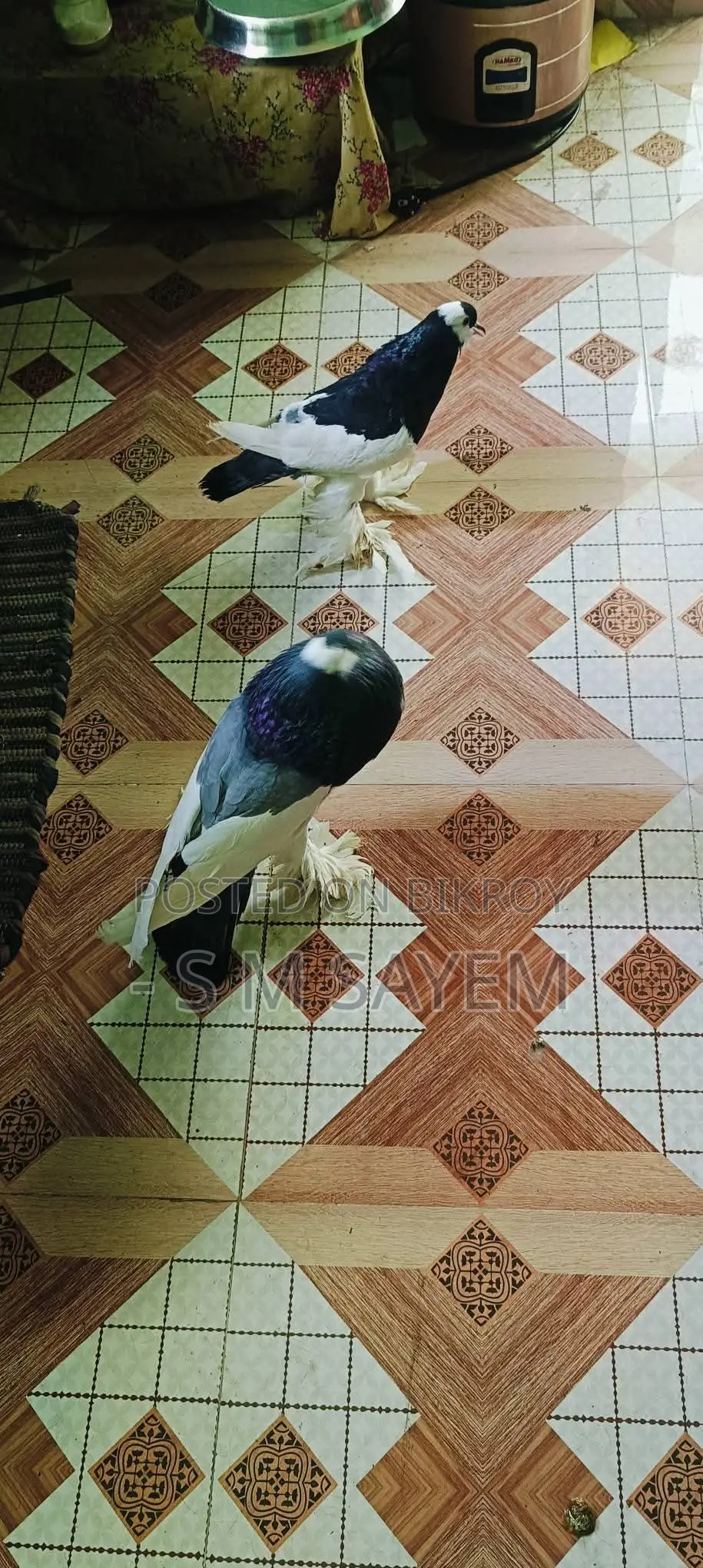 A Pair of Running Pouter Pigeons