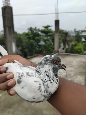 Giribaj Female Pigeon