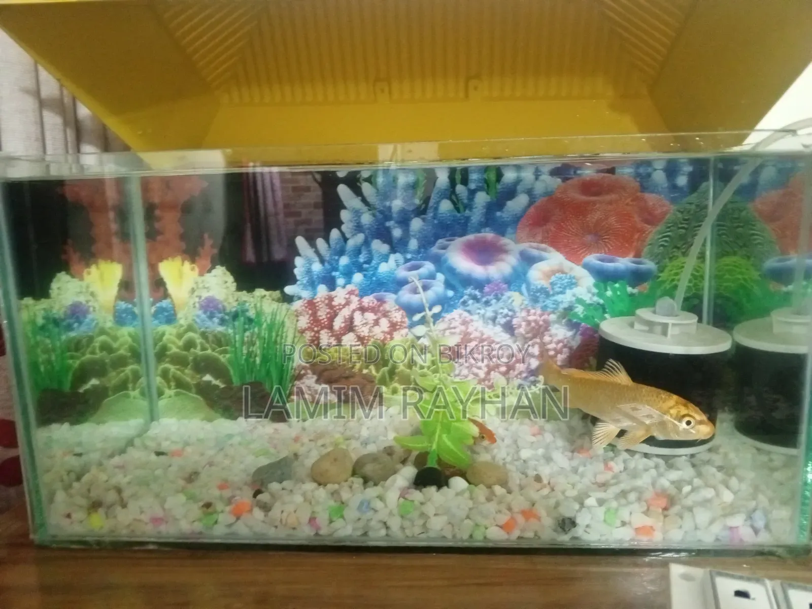 Fish Aquarium