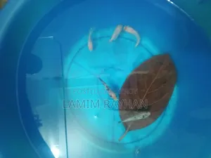 Fish Aquarium