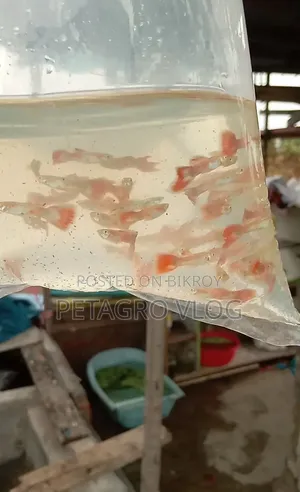 Mix Guppy Fish